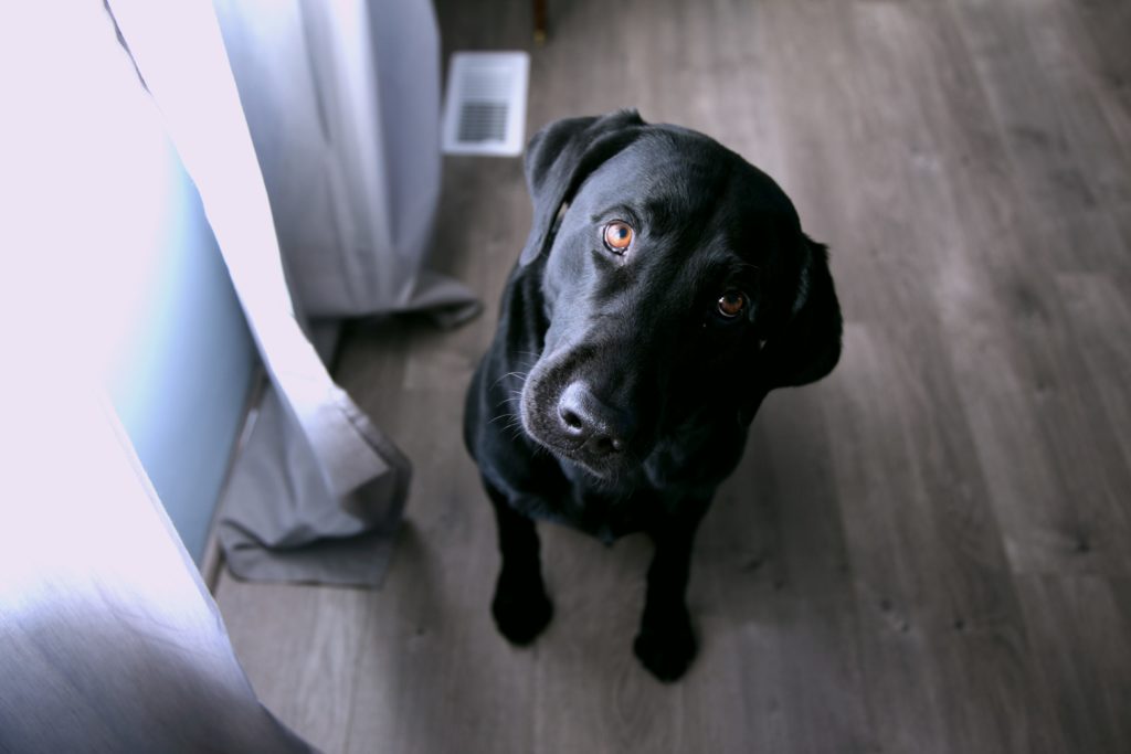 Allowing pets can help you stay competitive in the rental market